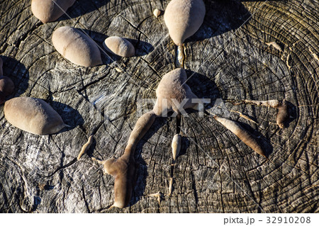 Tree trunk texture with very shallow depth of 32910208