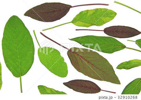 Sage (Salvia officinalis) 32910268