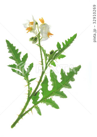 Litchi-tomato (Solanum sisymbriifolium) Litchi-tomato (Solanum sisymbriifolium) 32910269