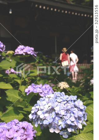 参拝する人とあじさい縦 32913556