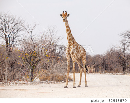 Young giraffe standing on the dusty road, Etosha 32913670