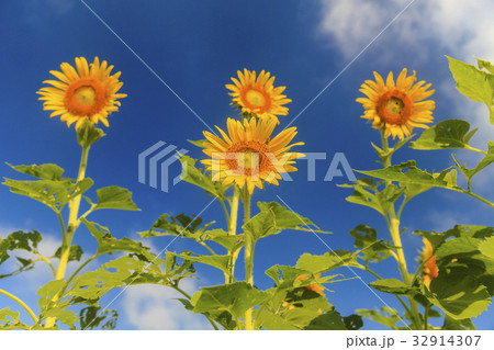 Sunflower on blue sky Sunflower on blue sky 32914307