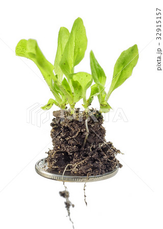 plants are growing on a coin, isolated on white 32915157