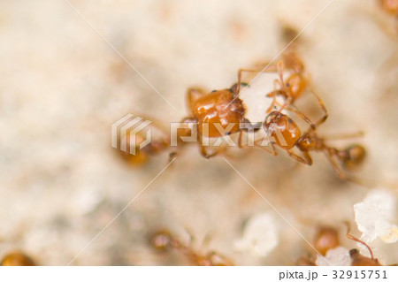 Ants work together to help food. Ants work together to help food. 32915751