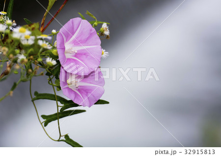 川辺の昼顔　夏 32915813