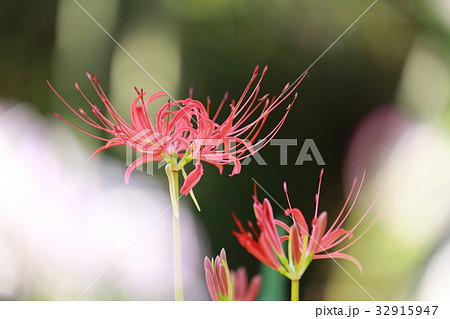 彼岸花 彼岸花 32915947
