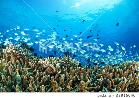 青い海と太陽と魚たち 32916046