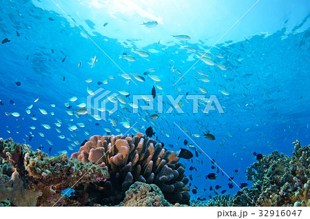 青い海と太陽と魚たち 青い海と太陽と魚たち 32916047