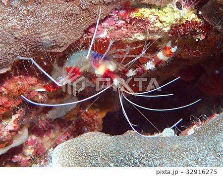 オトヒメエビ 32916275