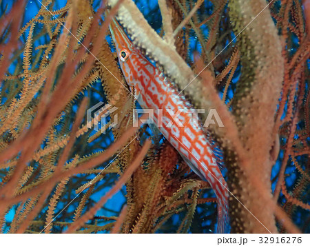 クダゴンベ 32916276