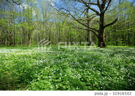 上高地・徳澤園のニリンソウ 32916502