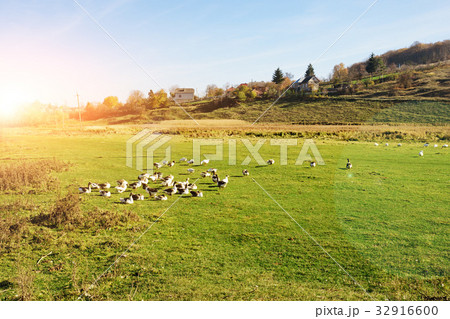 The herd of white adult geese grazing The herd of white adult geese grazing 32916600