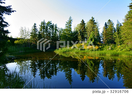 Fir formed reflection on the pond 32916706