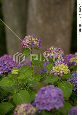 北海道の紫陽花 北海道の紫陽花 32916857
