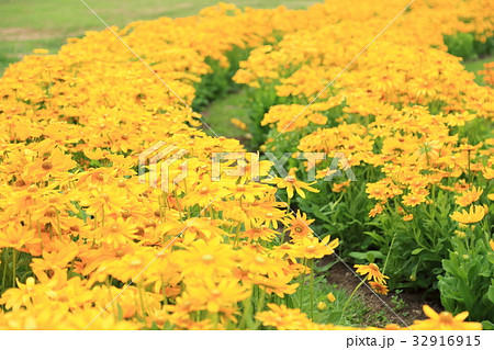 ルドベキアの花 32916915