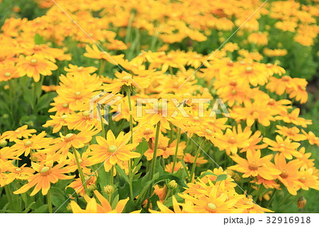 ルドベキアの花 32916918