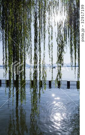Branches of weeping willow growing on the coast Branches of weeping willow growing on the coast 32917199