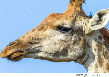 Giraffe Head Portrait 32917286
