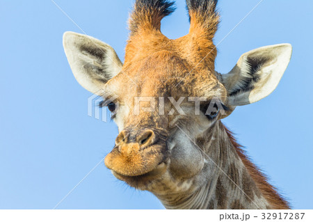 Giraffe Head Portrait 32917287