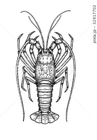 Ink sketch of spiny lobster 32917702