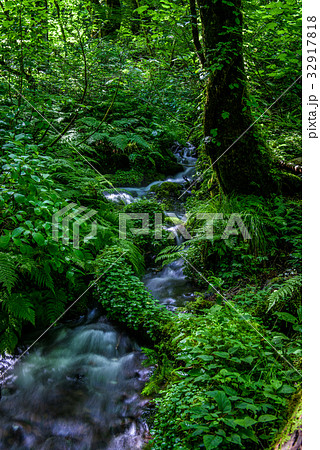 清流　森　夏 32917818