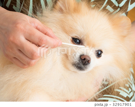 綿棒で目ヤニを取ってもらう犬の写真素材