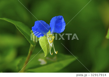 つゆくさの花の写真素材