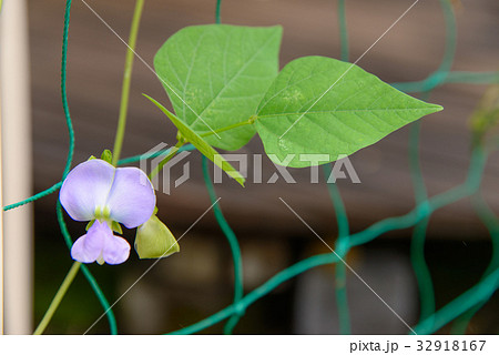 四角豆 シカクマメ うりずん豆 の花の写真素材