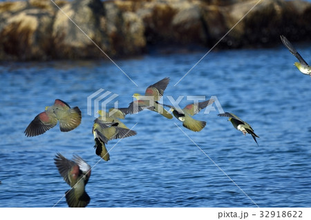 アオバトの羽ばたき 32918622