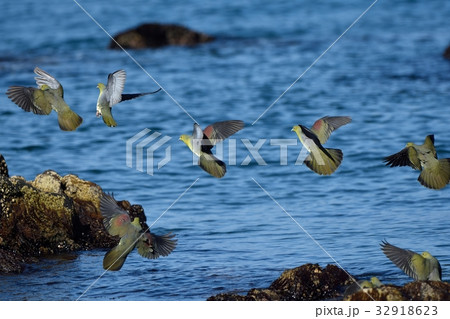 アオバトの羽ばたき 32918623