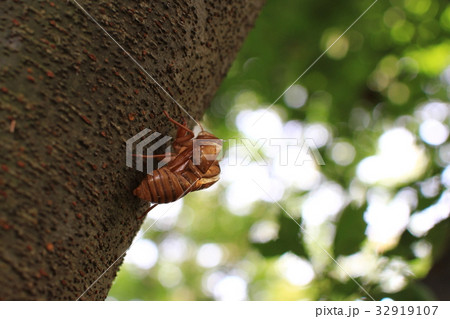 蝉の抜け殻 32919107