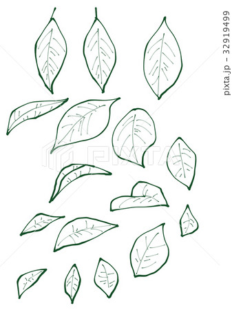 Mango Leaf Doodle Hand Drawing Vector Stock Vector (Royalty Free)  2363367163 | Shutterstock