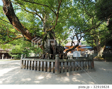 大山祇神社の楠 32919828