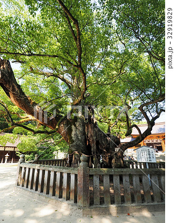 大山祇神社の楠 32919829