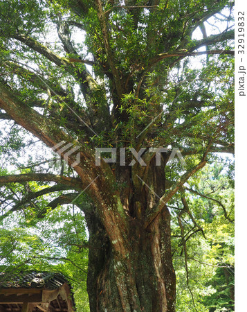 イヌマキの木 32919832