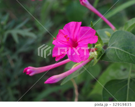 オシロイバナ 32919835