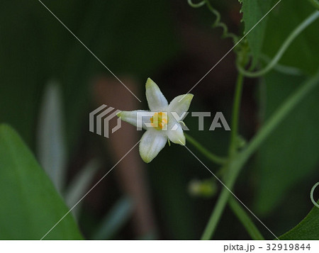 スズメウリ 32919844