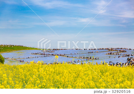 ネモフィラ ネモフィラ 32920516