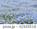 ネモフィラ 32920518