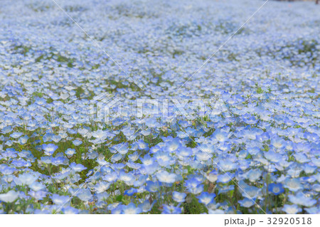 ネモフィラ ネモフィラ 32920518