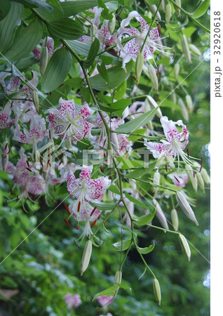 満開のカノコユリ 満開のカノコユリ 32920618