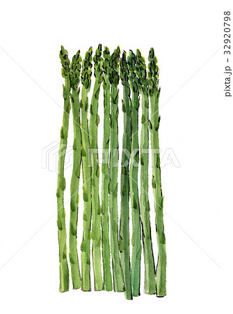 グリーンアスパラガス グリーンアスパラガス 32920798