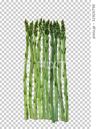 グリーンアスパラガス グリーンアスパラガス 32920798
