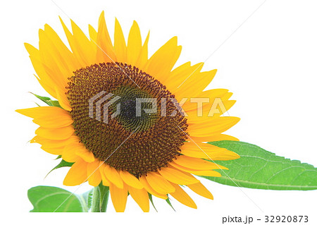 ひまわり 32920873