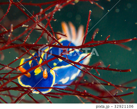 伊豆ダイビング 32921106