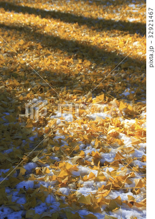 銀杏×季節外れの雪 32921467