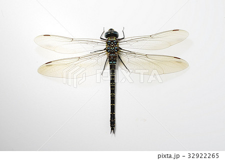 オオルリボシヤンマ　大瑠璃星蜻蜒　Aeshna crenata Hagen　昆虫　トンボ　蜻蛉　虫 32922265