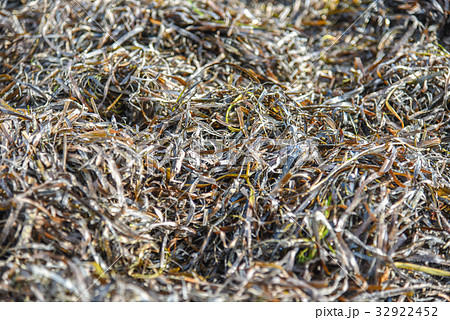 Zostera marina is seaweed 32922452