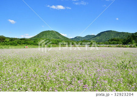 アサギダイコン（福島県） 32923204
