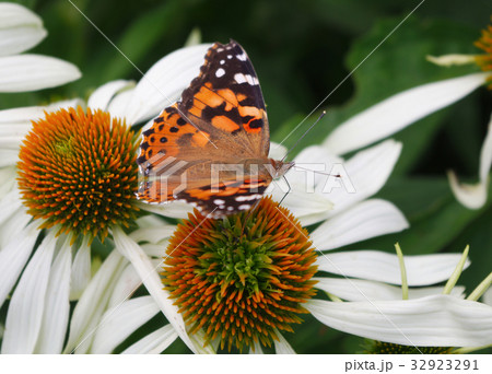 monarch butterfly on echinacea flower 32923291